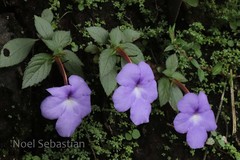 Achimenes longiflora